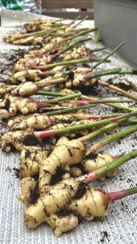 GWに植えた種ショウガ3個から収穫されたショウガ　ぽたろうさんのX（@HACK1136）より＝2025年11月23日投稿