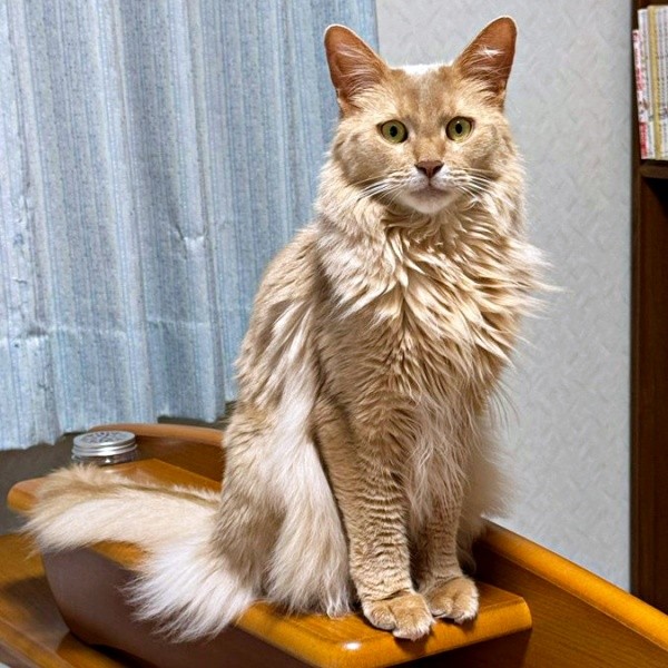 ソマリの颯くん。ゴージャスな毛並みが素敵です（画像提供：凪颯さん）