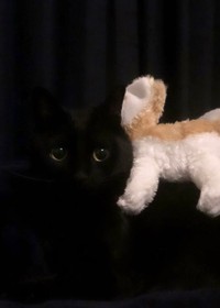 闇に同化中…存在を見失いそう！？（画像提供：黒猫のこねろくさん）