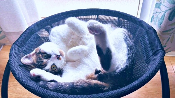 窓辺でごろんと寝そべって日向ぼっこするかぢめくん（画像提供：かさねさん）