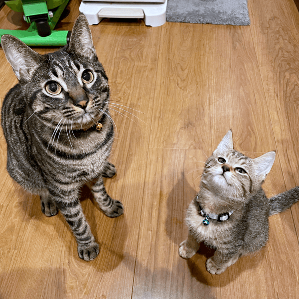 1番の相棒になった（左から）るなちゃん、新たに家族になったこまちゃん（画像提供：むぎさん）