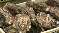 関西などからカキを買いに来る客は多く、売り上げはさらに落ち込む可能性が