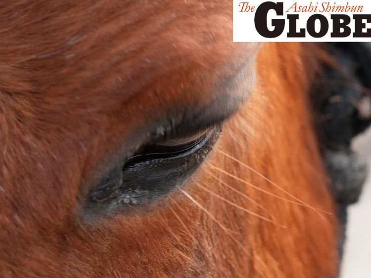 草食動物の馬にとって人間は捕食者側の存在だ。正面から急に近づくのは驚かせてしまう行為で、適度な距離が馬にとっては心地よいという＝2026年2月、英スコットランド・アボイン