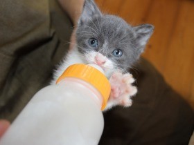 子猫の命を守るミルクボランティア制度、高知でも始まる