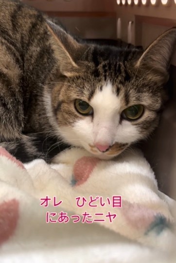 おしっこをかけられたリオくん。びっくりしたね…（ハッピー アニマルクラブさん提供、Instagramよりキャプチャ撮影）