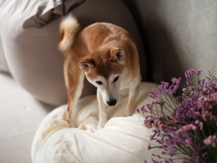 「クッションふみふみ」（小林写函撮影）