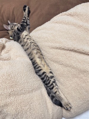 まるで蛇!?　ながーく伸びる猫に驚きの声「想像の3倍長かった」