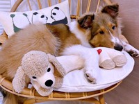 人も犬もぬいぐるみも大好き♡ 一緒にくつろぐベルカくん（画像提供：ジト目のベルっち シェルティさん）