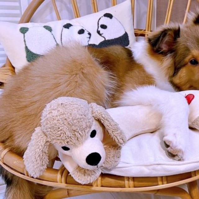 人も犬もぬいぐるみも大好き♡ 一緒にくつろぐベルカくん（画像提供：ジト目のベルっち シェルティさん）