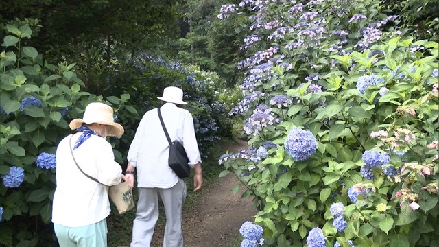 粟井神社のアジサイが見頃　イベント中止も…御朱印などに今だけの取り組み　香川・観音寺市