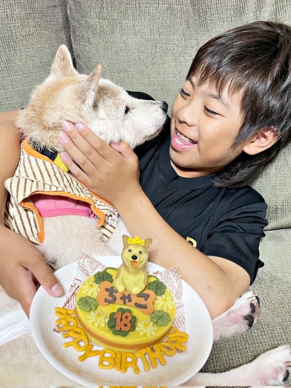 誕生日ケーキとともにお祝いをしてもらう柴犬・チャコちゃん（画像提供：ちゃーくん）