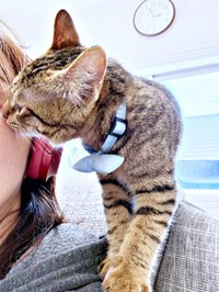 生後4カ月、飼い主さんのテレワーク中、肩に乗るれんれんくん（画像提供：キジあにゃさん）