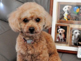 理容室の看板犬「ヒナ」、今では娘代わりの存在です