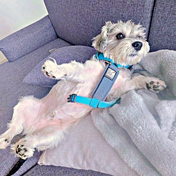 散歩を拒否する犬、爆笑の寝落ちエピソード