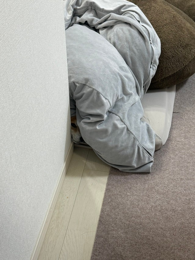 帰宅した飼い主さんが見たものは…！？（画像提供：おかかときんぴらさん）