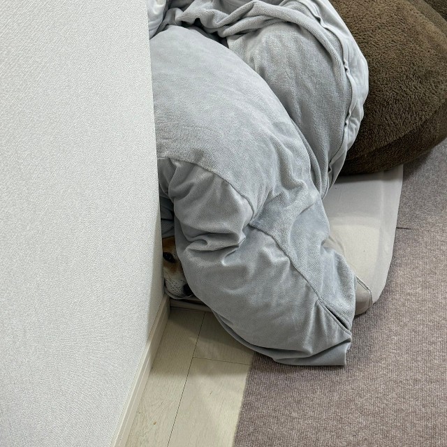 帰宅した飼い主さんが見たものは…！？（画像提供：おかかときんぴらさん）