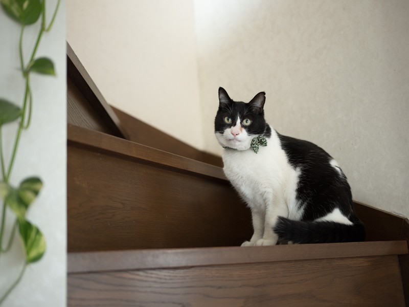 「この首輪いいだろ。おじさんも蝶ネクタイすれば」（小林写函撮影）