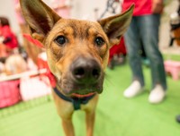 人と動物が家族として一緒に暮らす尊さはどこで迎えた子でも同じです