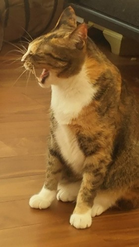 連写したおかげで撮れた、あくびの瞬間。それでもこんなのんきな顔を見せてくれるようになっただけ、幸せなのかも。