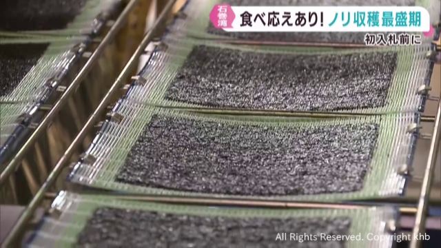 「歯ごたえ抜群」石巻港でノリの収穫最盛期　２７日初入札へ