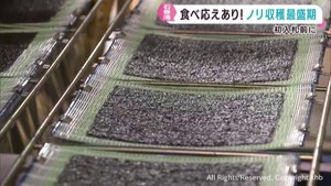 「歯ごたえ抜群」石巻湾でノリの収穫最盛期　２７日初入札へ