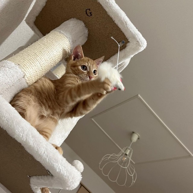 生後2ヶ月、もうこんなところにだって登れるよ１