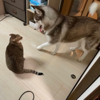 大吉くんにちょっかいを出すハスキーのシャンテちゃん（提供：ハマジさん）