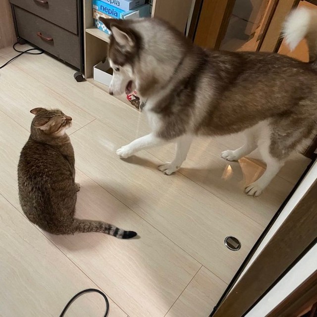 大吉くんにちょっかいを出すハスキーのシャンテちゃん（提供：ハマジさん）