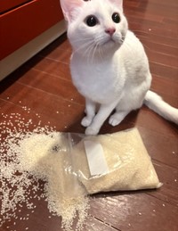 正解は……美しいオッドアイの持ち主、白猫のひかりちゃん、でした（画像提供：キムチ母さん）