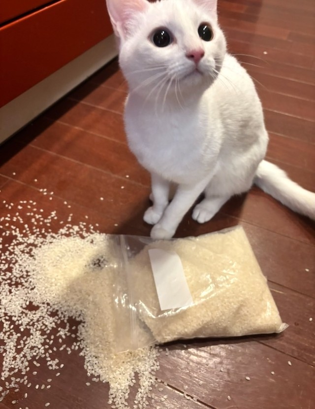 正解は……美しいオッドアイの持ち主、白猫のひかりちゃん、でした（画像提供：キムチ母さん）