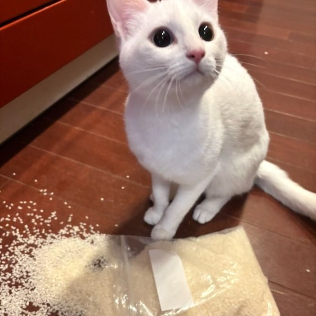 正解は……美しいオッドアイの持ち主、白猫のひかりちゃん、でした（画像提供：キムチ母さん）