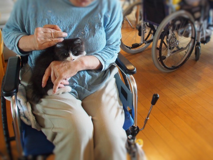 猫好きは新入りスタッフを大歓迎。