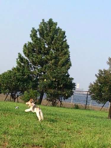 ドッグランでつばきさんの旦那さんを追いかけて走り回っていたふるむちゃん（つばきさん提供）