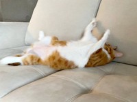 へそ天になって手足を投げ出したラテちゃん（画像提供：保護猫ラテちゃん）