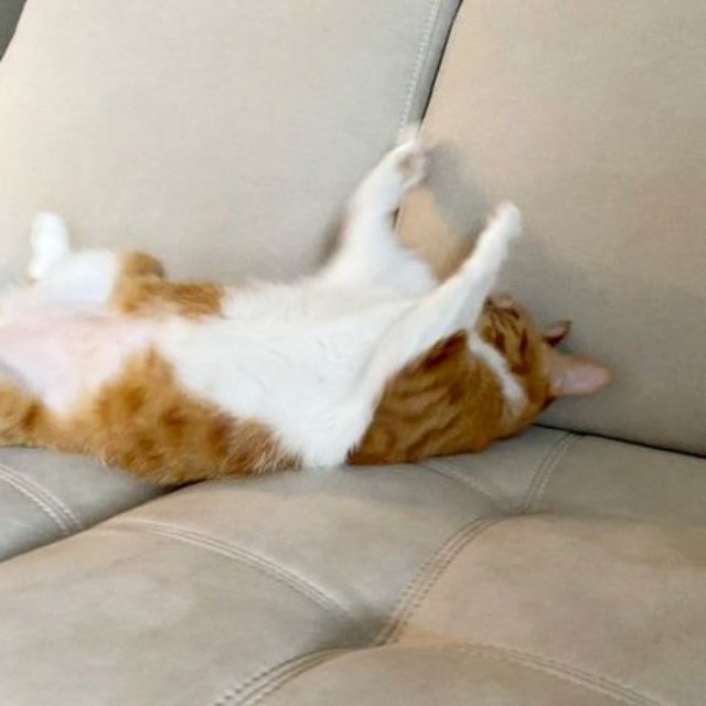 へそ天になって手足を投げ出したラテちゃん（画像提供：保護猫ラテちゃん）