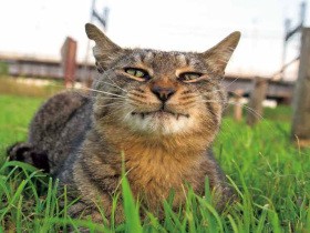 イキった猫の姿に思わず元気が出る写真集　エラそう、挑発的…感情豊かな猫たち