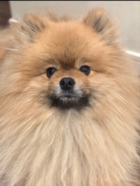 正面からのポメリーくん（提供：ポメラニアンのポメリーさん）
