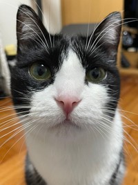 女の子なんでよろしく（提供：つよいねこさん）