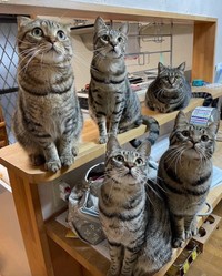 はるとさんちの「キジトラ」たち。上段手前から、がじゅまるくん（左）、まいたけくん（中央）、トメ次くん（奥）。下段手前から、しめじくん（左）、えのきくん（右）。雑種のトラ太くんは欠席のよう（提供：はると さん）