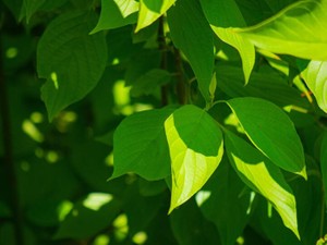 「環境」と付いた講義は受けたけど。振り返った日常にあるエコな行動