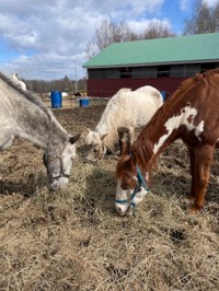 仲間の馬たちとも馴染む