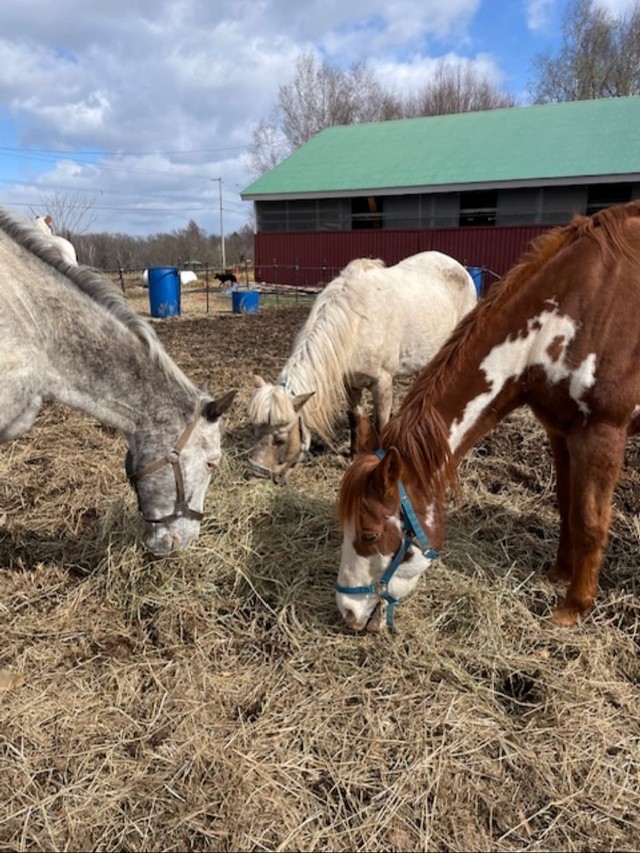 仲間の馬たちとも馴染む