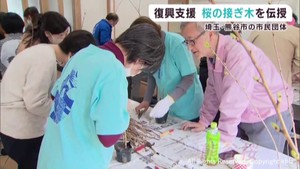 宮城・気仙沼市で熊谷桜の接ぎ木　埼玉県の市民団体