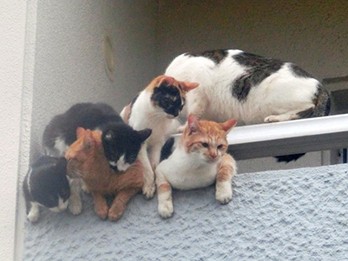 市営住宅に猫５３匹放置、多頭飼育崩壊　１千万円請求を検討