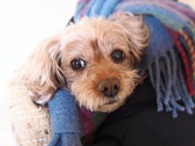 愛犬は超寒がり　マフラー、湯たんぽ、パジャマ…防寒いろいろ