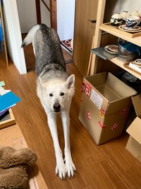 オオカミ譲りの長い手足がカッコいいサンくん（画像提供：riyaさん）