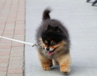 「今日も元気にセントバーナード見習い修行！」というひと言とともに投稿されていた写真 画像提供：たろ吉(メスのポメ)の飼い主さん