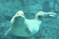 祝！水族館生まれのベルーガ初繁殖 画像提供：名古屋港水族館