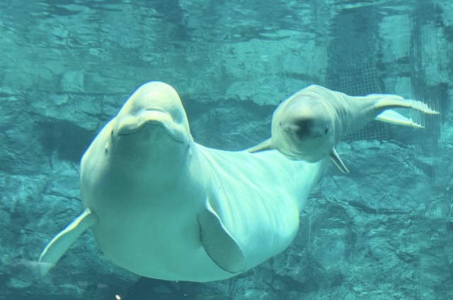 祝！水族館生まれのベルーガ初繁殖 画像提供：名古屋港水族館