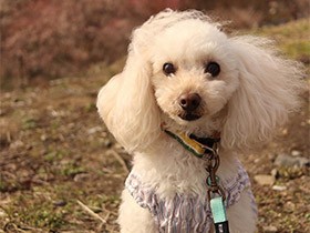 ママのお膝のうえが大好きな甘えん坊　トイプードル「リオン」